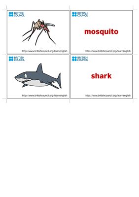 Dangerous Animals flashcards