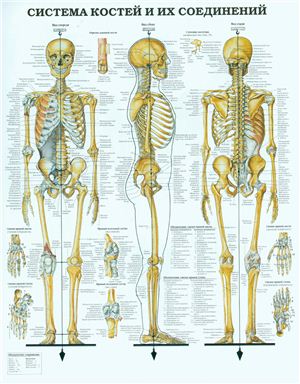 Анатомический плакат - Система костей и их соединений