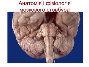Анатомія і фізіологія мозкового стовбура