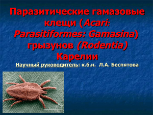 Паразитические гамазовые клещи (Acari: Parasitiformes: Gamasina) грызунов (Rodentia) Карелии