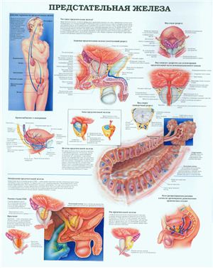 Анатомический плакат - Предстательная железа