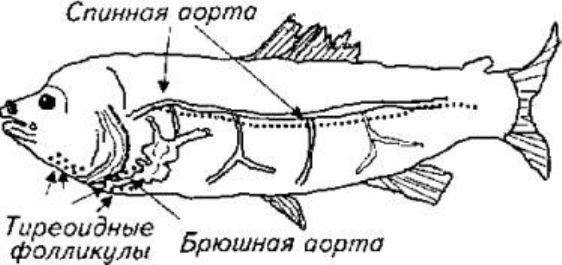 Используя рисунки 121 и 122 назовите особенности строения двоякодышащих и кистеперых рыб