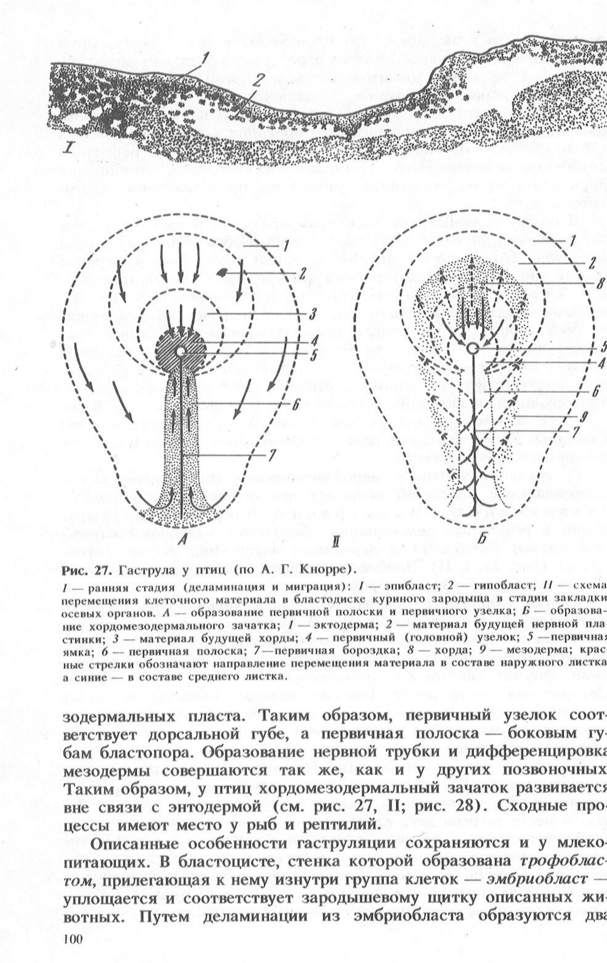 Анатомия гюнтера фон хагенса