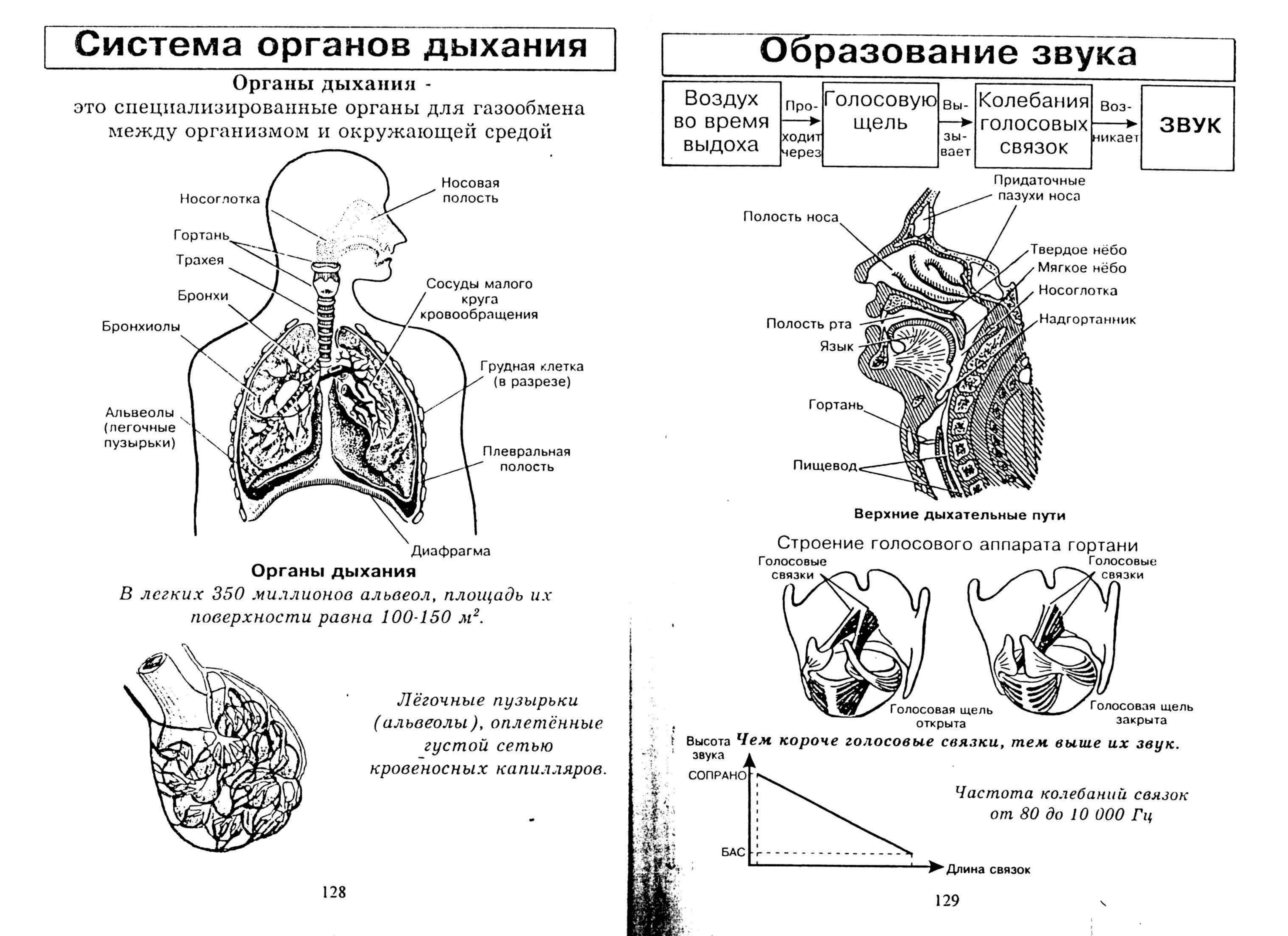 Схема органов дыхательной системы функции