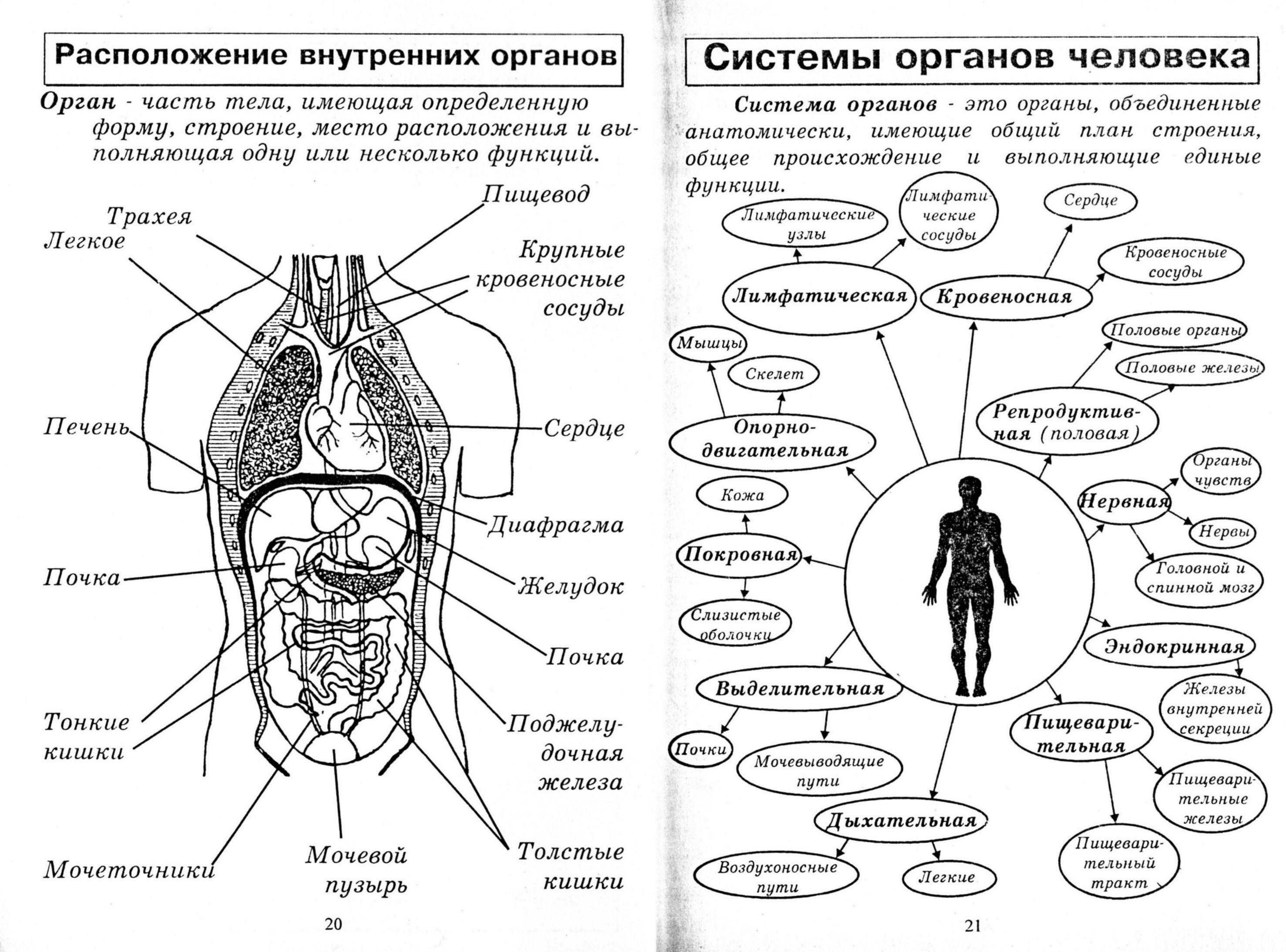 Системы органов человека состав и функции