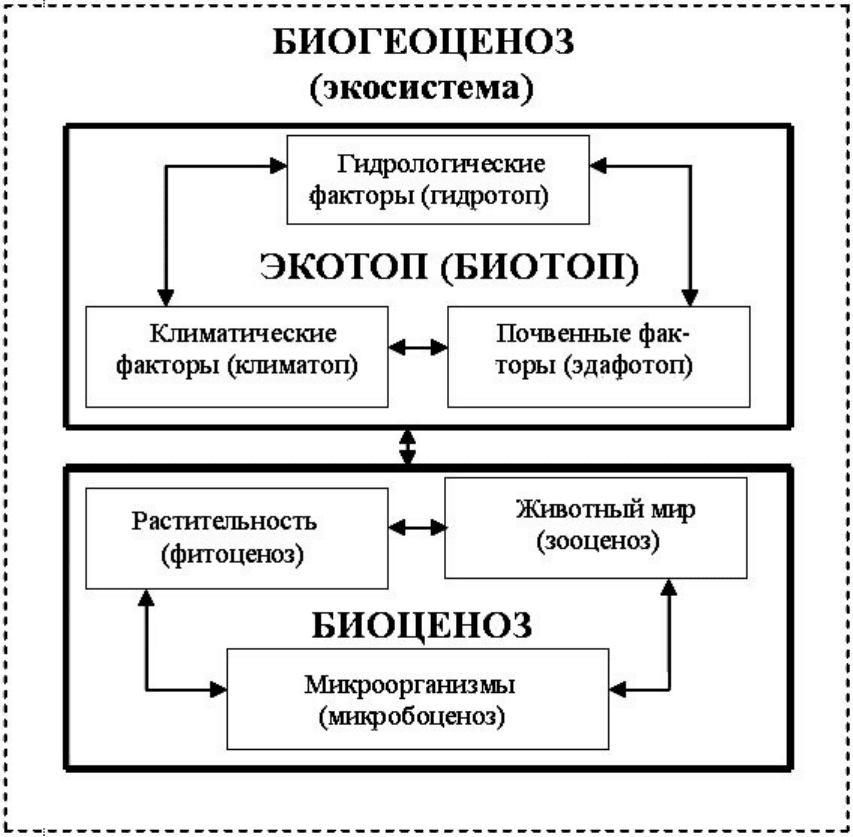 Структура биогеоценоза схема