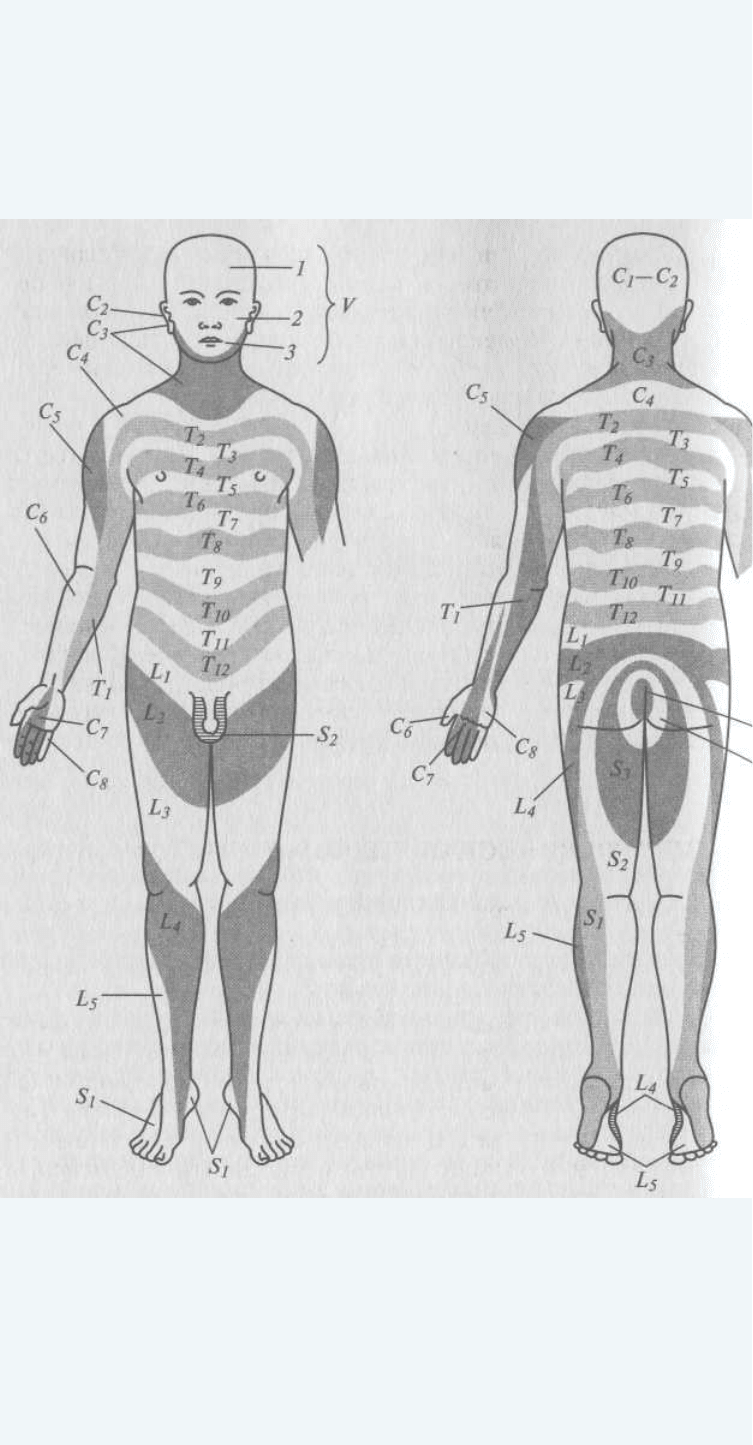 Сегменты тела. Схема сегментарной иннервации кожи. Позвоночник зоны иннервации схема. Схема иннервации Корешков спинного мозга. Иннервация туловища схема.