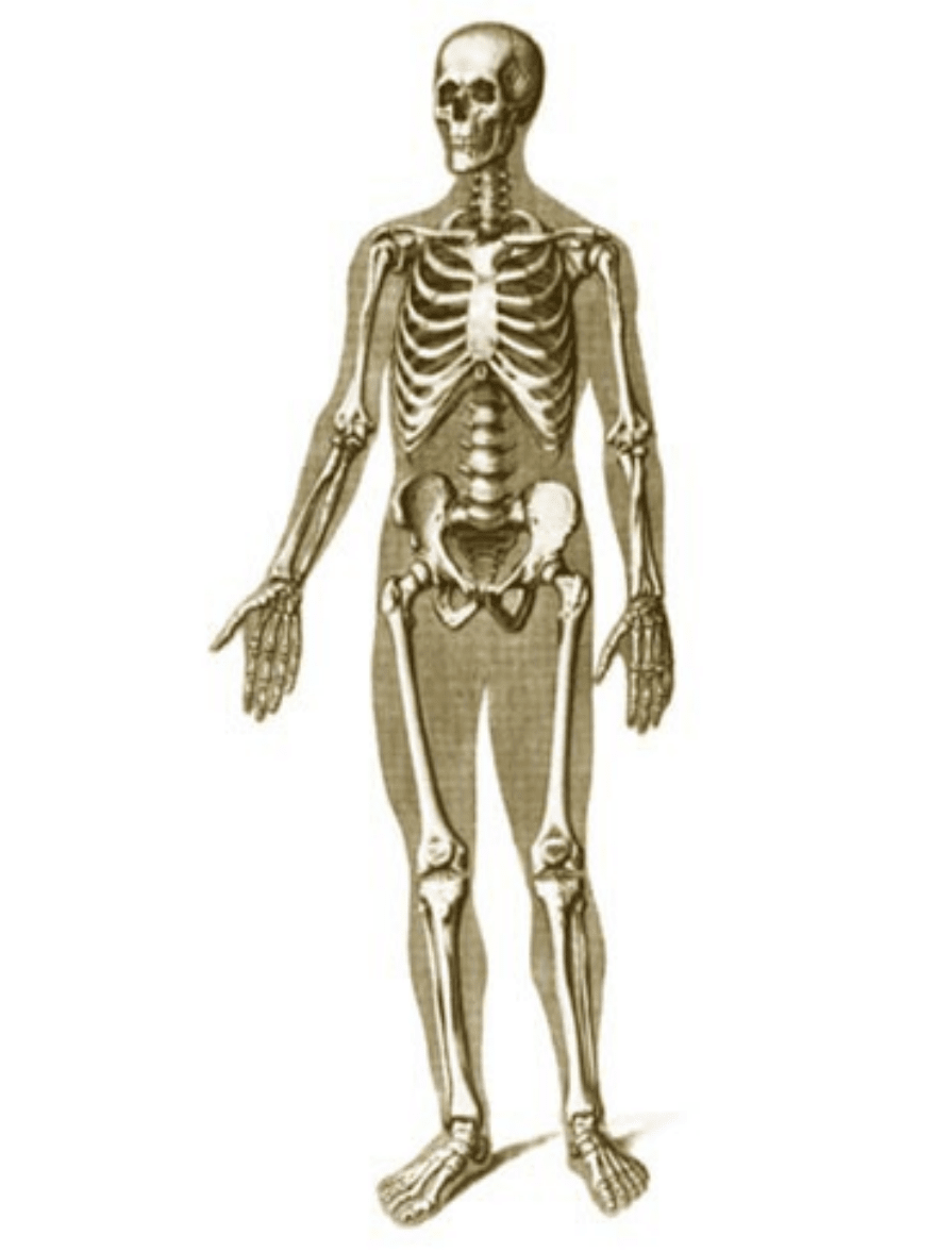 Кости человека 4 класс окружающий мир. Скелет человека. Скелет взрослого человека. Скелет с суставами в полный рост. Скелет человека во весь рост.