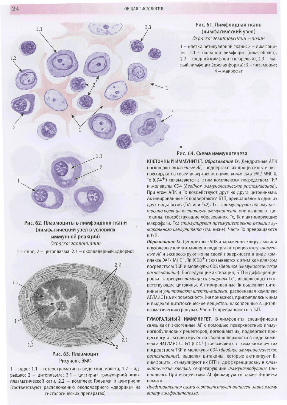 Гистология в схемах и в таблицах pdf