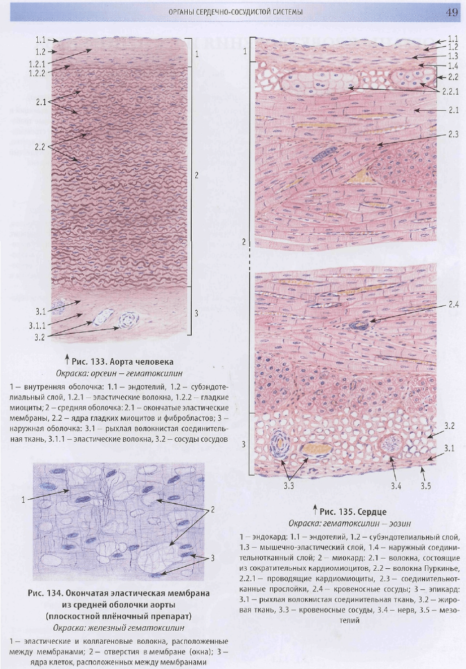 Сердце гистология рисунок - 83 фото