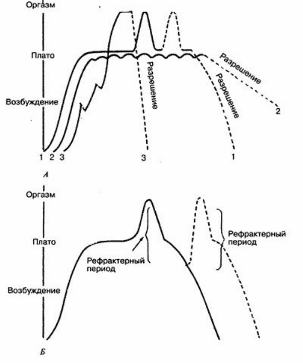 Получить оргазм перевод. График возбуждения мужчин и женщин. Графики возбуждения мужчины и женщины. График мужского и женского оргазма. Фазы копулятивного цикла.