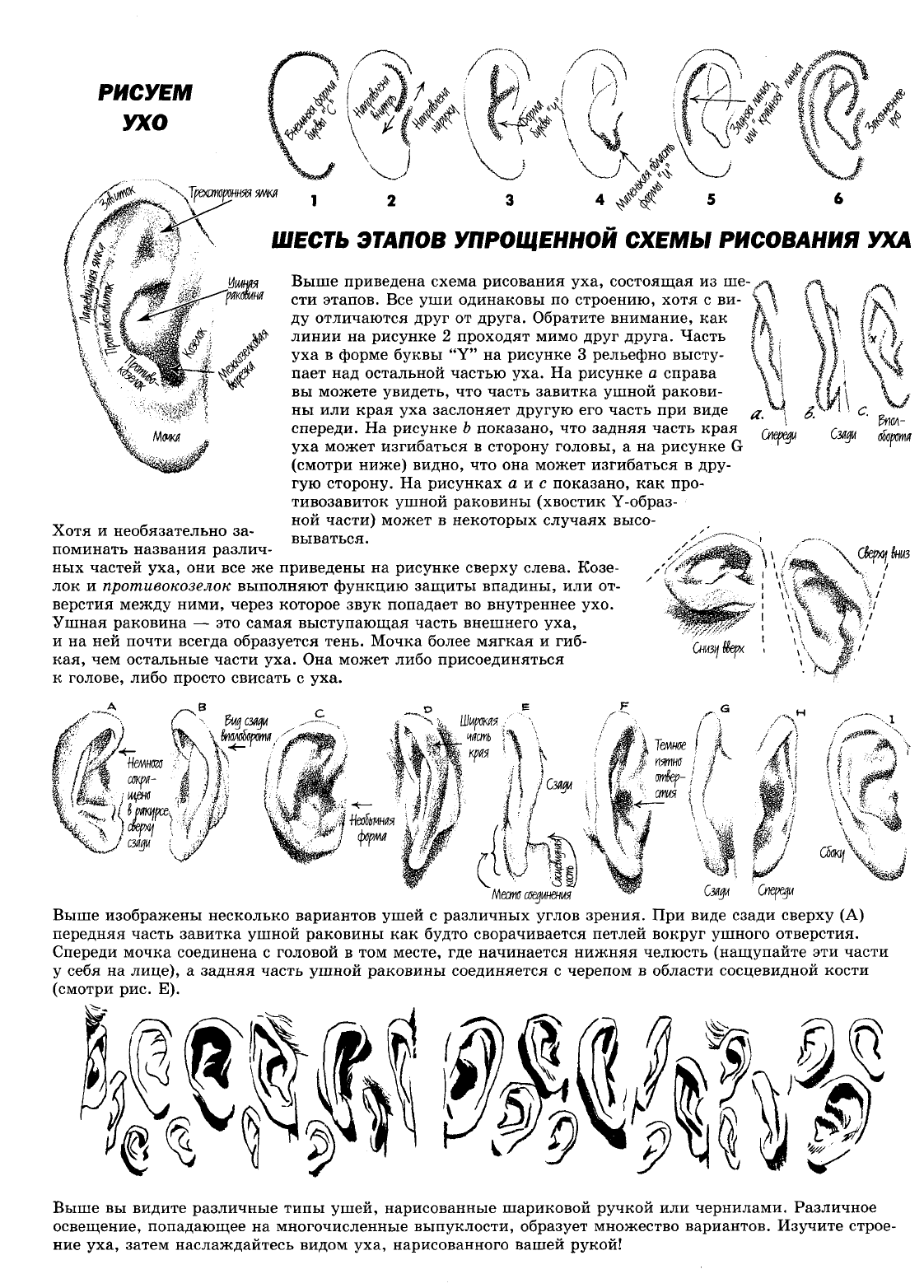 Типы ушных раковин. Формы ушей и их названия. Формы ушей человека виды.