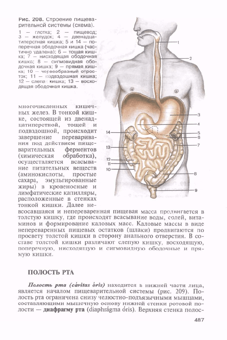 Сапин М.Р. и др. Анатомия человека Том 1