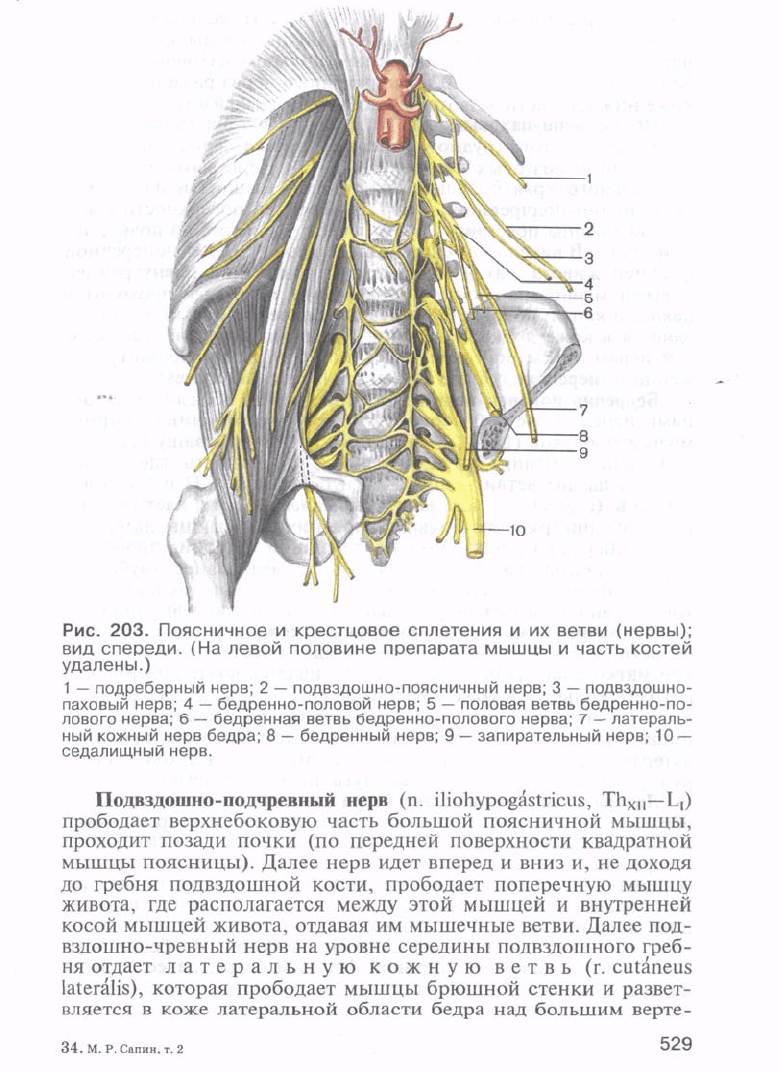 Анатомия сапина читать. Ветви подвздошно подчревного нерва. Крестцовое сплетение атлас. Задние ветви поясничных спинномозговых нервов. Ветви бедренного нерва.