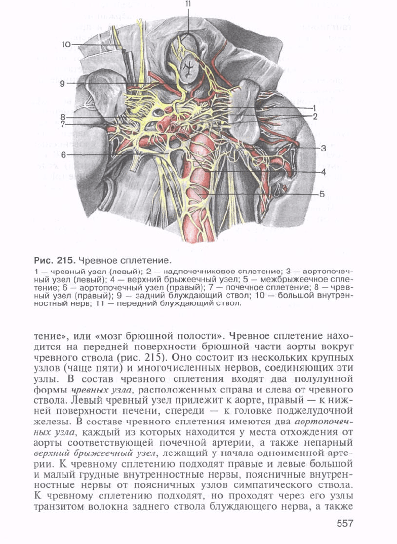 Сапин анатомия 2 тома. Люди с аномалиями анатомии.