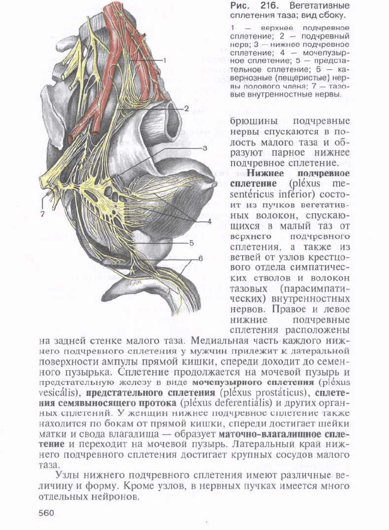 Анатомия сапин читать. Сапин анатомия человека половая система. Анатомия печени человека Сапин. Сапин анатомия человека наружные половые органы. Анатомия человека лучшая книга.